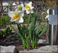 Frühling 